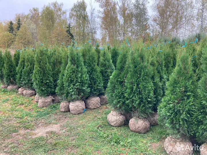 Туя Смарагд саженцы