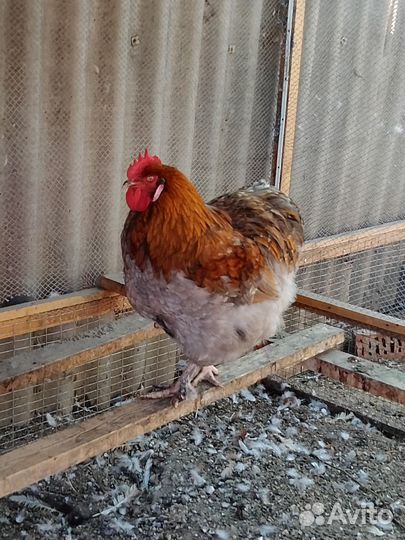 Петухи брама