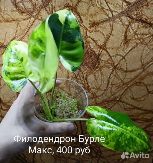 Филодендроны, эпипремнумы, вариегатные растения