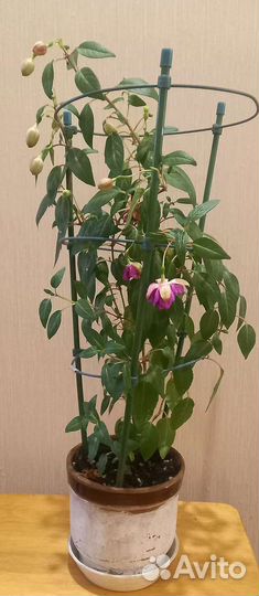 Фуксия растение