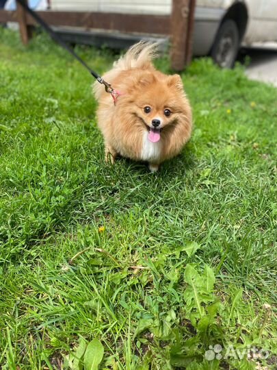 Зооняня,передержка собак и кошек