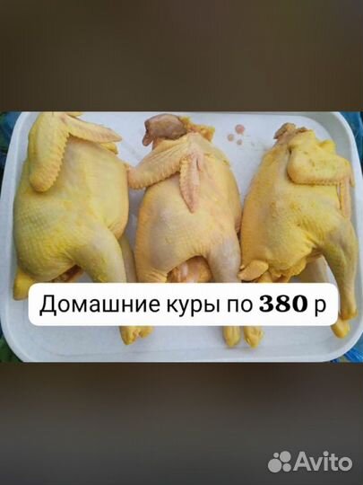 Куры домашние