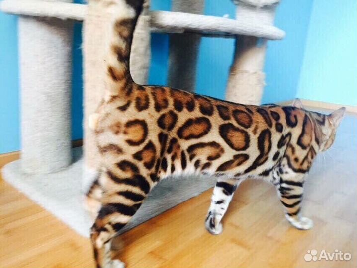 Подрощенные бенгальские котики и кошечки