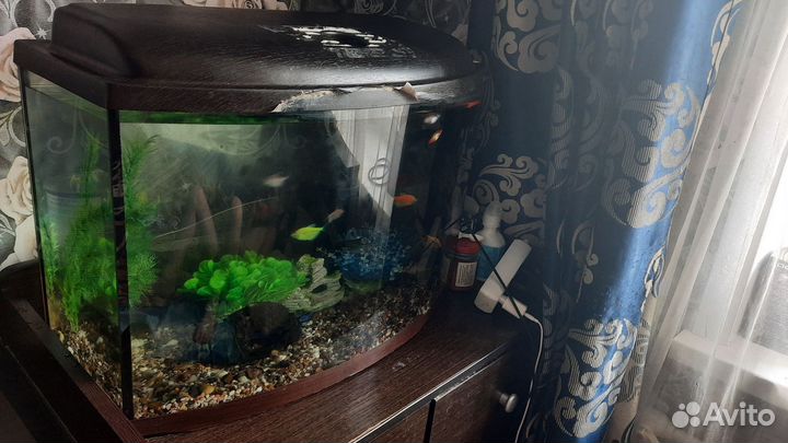 Аквариум с рыбками