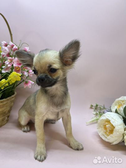 Чихуахуа очаровательный парень