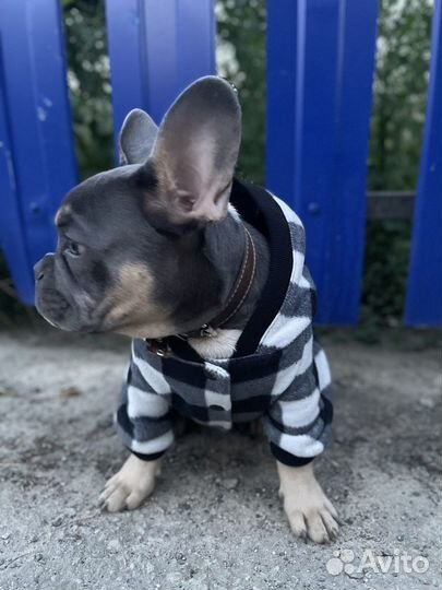 Одежда для средних собак