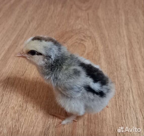 Цыплята суточные домашние