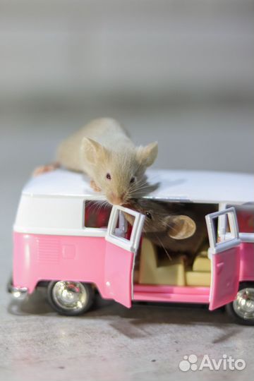 Декоративные сатиновые мыши