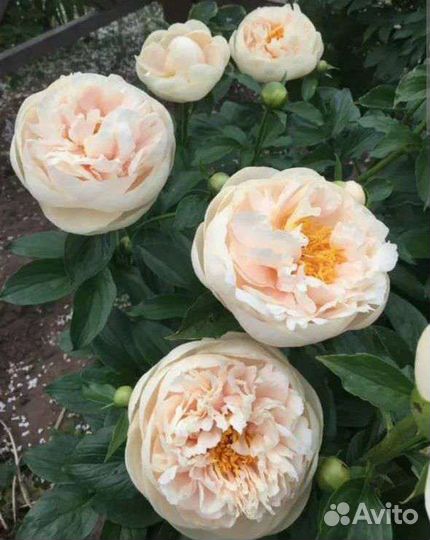 Пионы саженцы