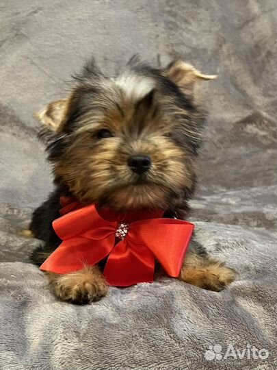 Мальчик йорка Красавчик