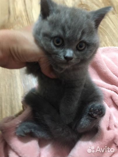Британские котята