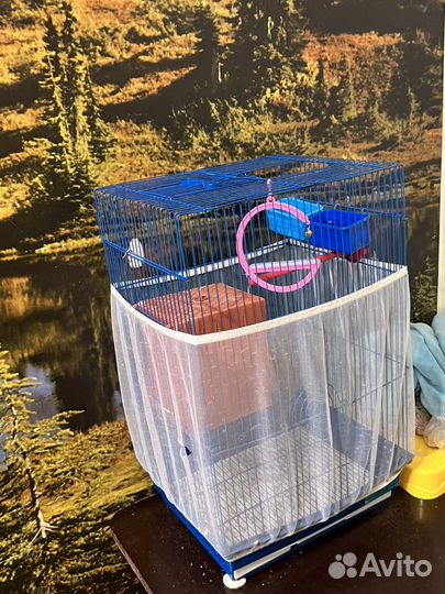 Волнистый попугай