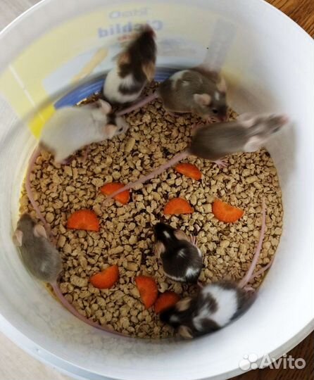 Сатиновые мышки