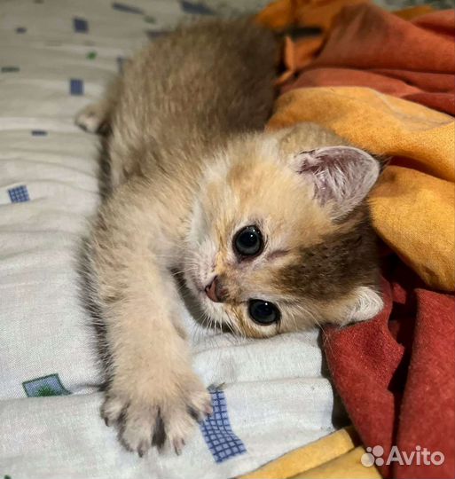 Продаётся кошечка британская золотая шиншилла