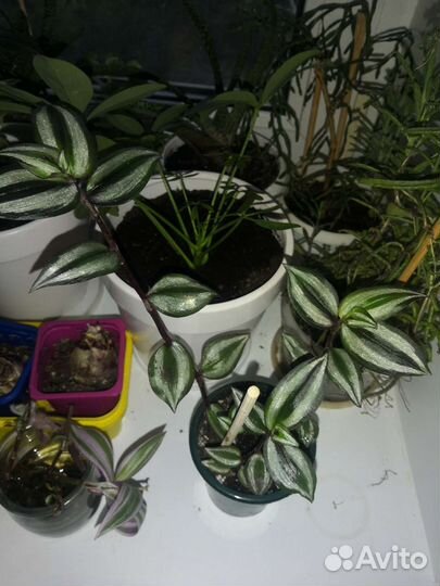 Традесканция