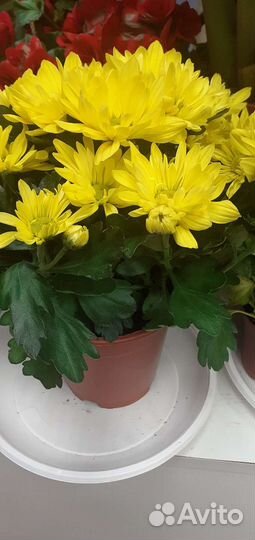 Хризантема