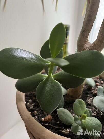Денежное дерево Крассула