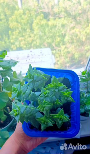 Крассула суккулент