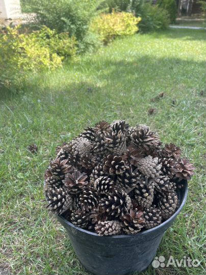 Шишки сосновые