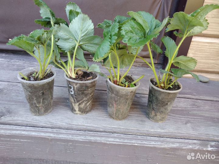 Рассада клубники Сирия