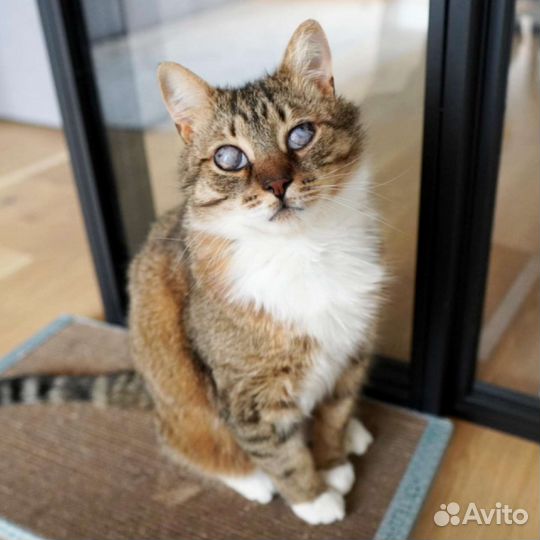 Котята, котики слепые, инвалиды ищут семью