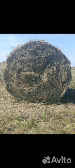 Продам сено в рулонах свежий укос