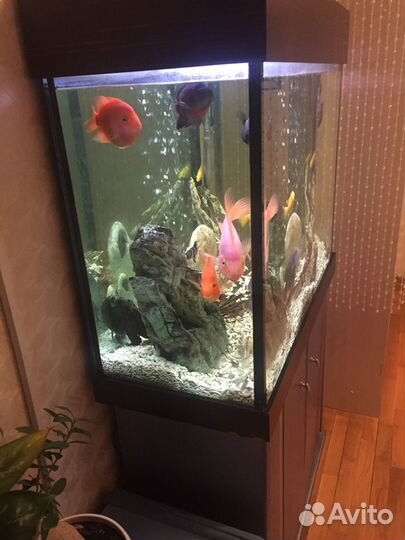 Большой качественный аквариум