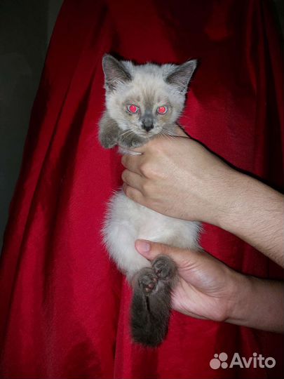Кошки