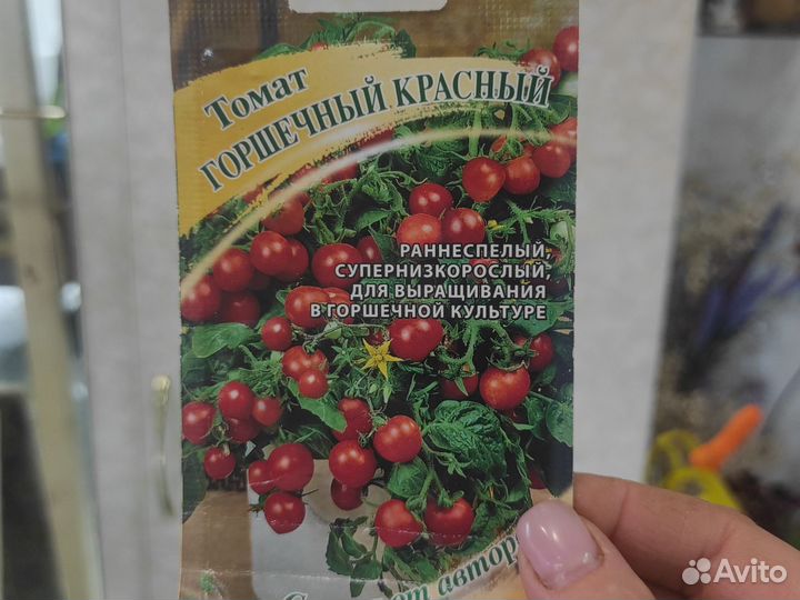 Рассада помидор черри