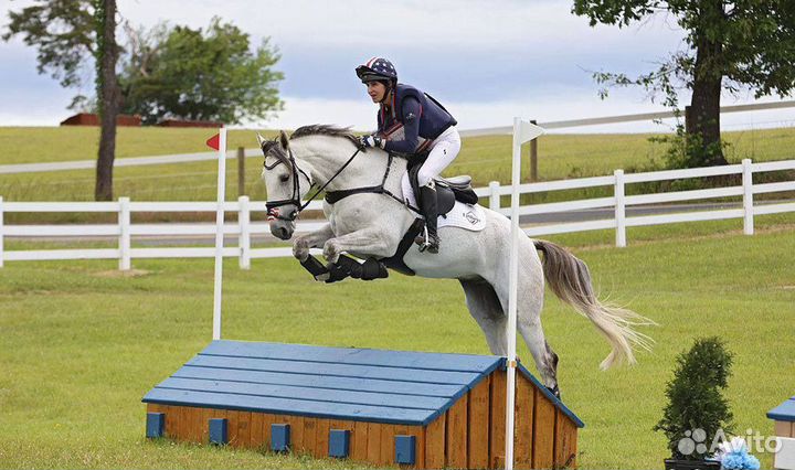 Мерин в троеборье