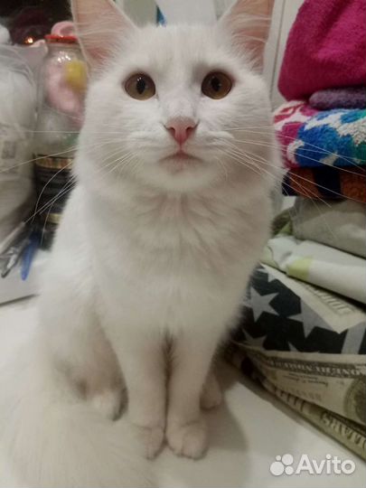 Девочка турецкая ангора