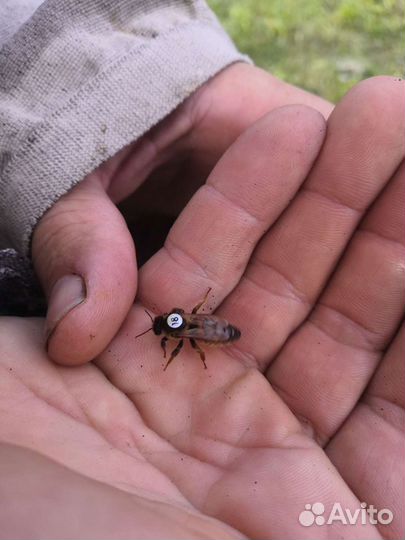 Пчелопакеты