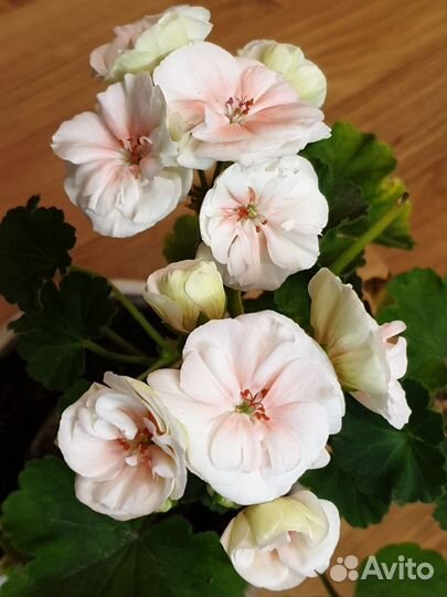 Пеларгония сортоая