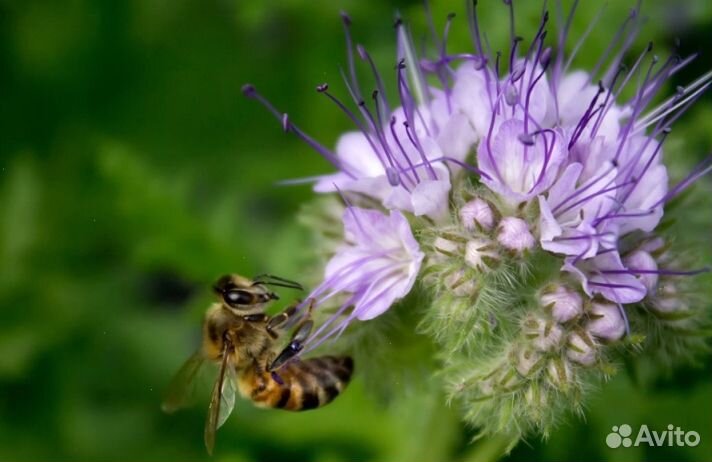 2023 года Мед Алтайский опт