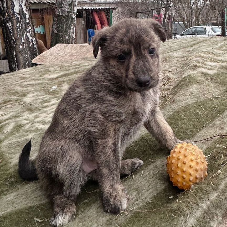 Собака в добрые руки отдам бесплатно