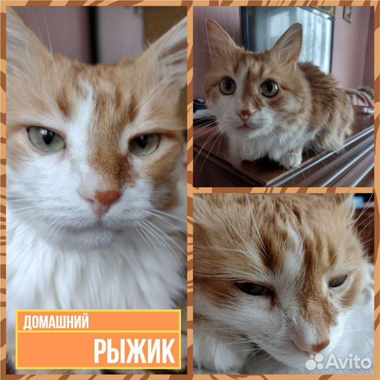 Передержка для кошек