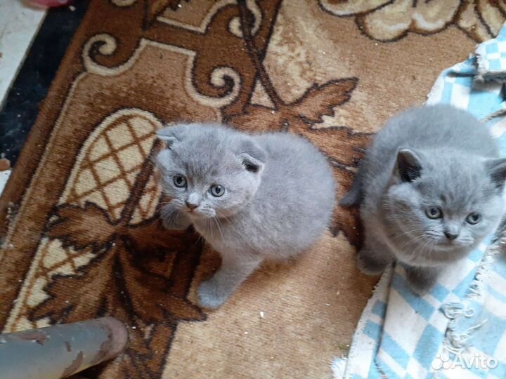 Шотландские котята