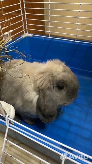 Вислоухий декоративный кролик