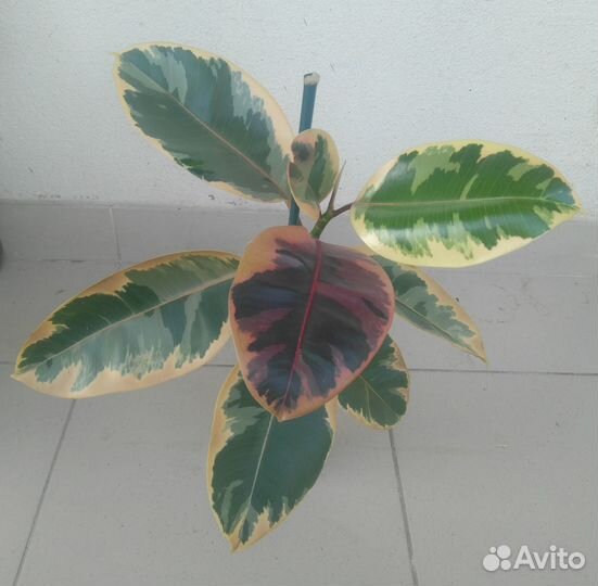 Комнатные растения 1