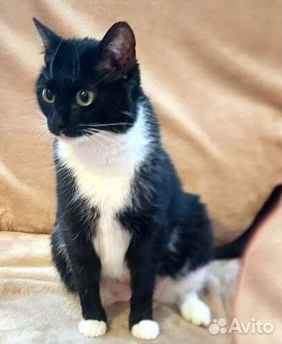 Молоденькая кошечка Алиса, в дар