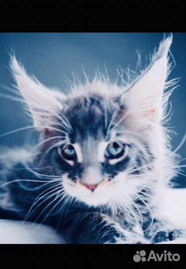 Полидакты и классики котята и вязка