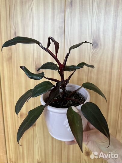 Комнатные растения коллекционные