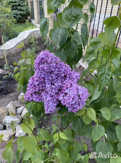 Спирея Японская и Сирень сортовая саженцы