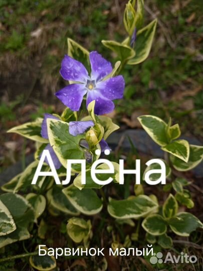 Барвинок малый