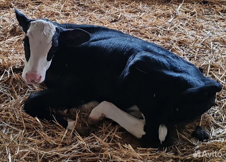 Бычки. Телята