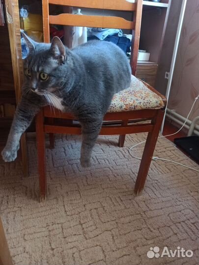 Отдам кота в добрые руки бесплатно