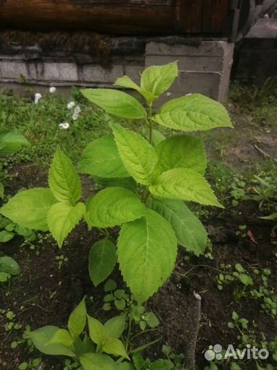 Кустики розовой гортении крупнолистной