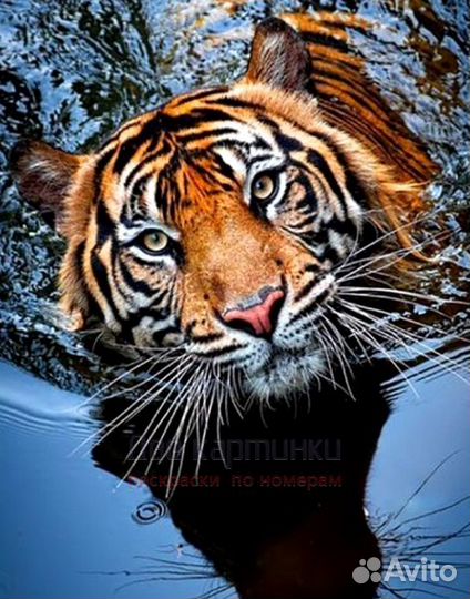 Картина по номерам 40x50 Тигр в озере