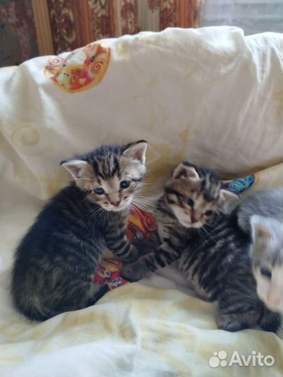 Шотландская