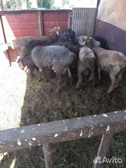 Овцы бараны ягнята